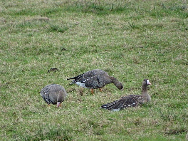而作為摩洛 而作為摩洛