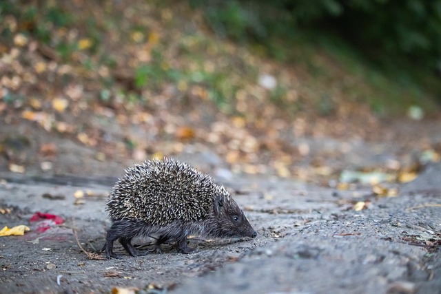 和进攻机会 和进攻机会