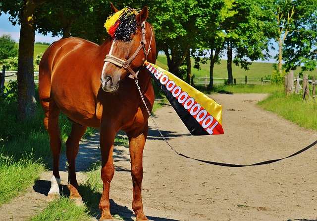 欧洲杯进球 欧洲杯进球